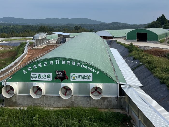 四川4000头智能液态饲喂猪场